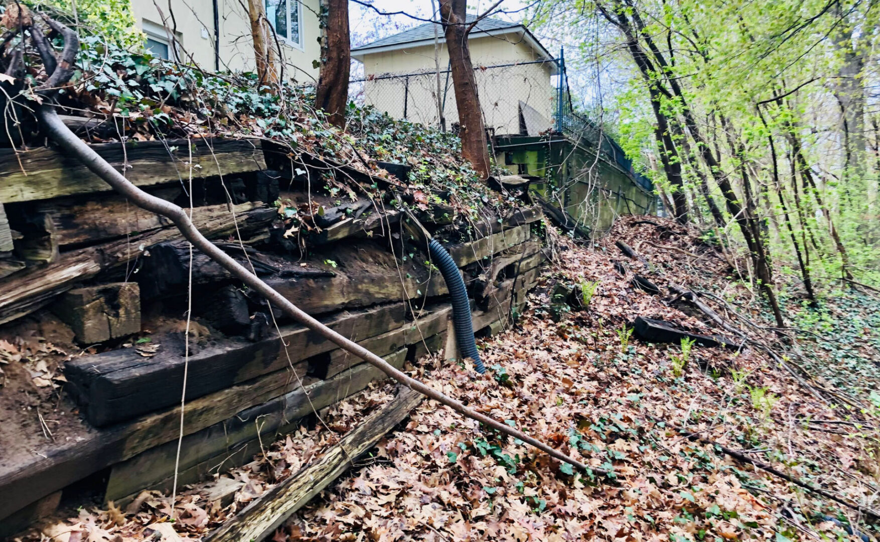 Overgrown area with wooden wall and foliage